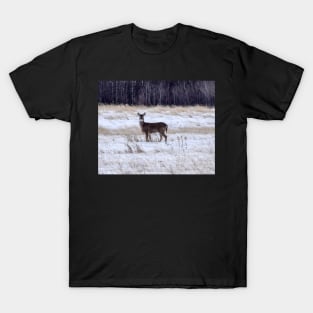 Whitetailed deer in a field. T-Shirt